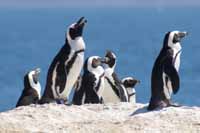 Penguins Nearby to Felsensicht